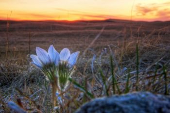 More scenes from the Coteau des Prairies: early spring pasque on the top of a Grant County hill.