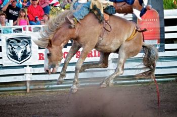 This bronc almost jumped out of the frame. You can see from the expressions in the crowd behind that the bucking ability was impressive.