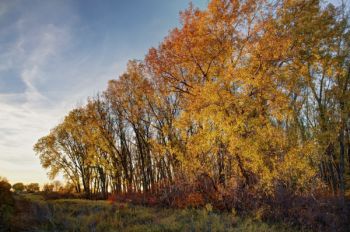 Colorful trees south of Gayville, South Dakota.