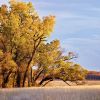 Fall scene in Brookings County. Click to enlarge photos.