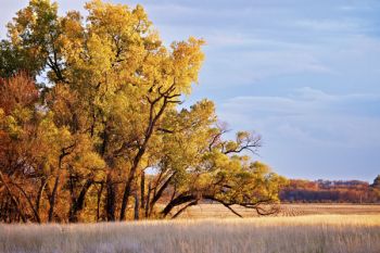 Fall scene in Brookings County. Click to enlarge photos.