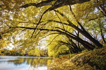 Overhanging limbs along the Big Sioux River.