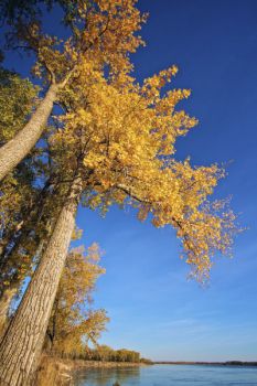 Tall trees stand like sentinels along the Missouri River at Clay County Park near Vermillion.