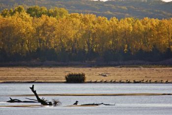 Geese line the far sandy shore of the Missouri.