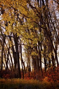 Colorful trees south of Gayville, South Dakota.