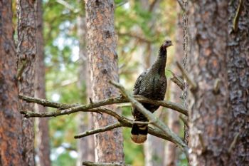 A roosting wild turkey hen along a trail on the Hogback.