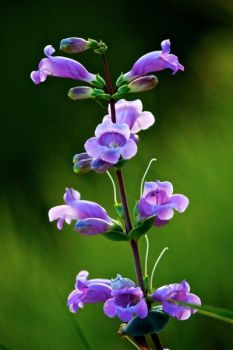 Blue beardtongue flowers in bloom.