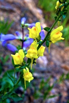 Dalmatian Toadflax.