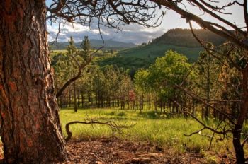 A view of the Hogback with the Black Hills proper in the background.