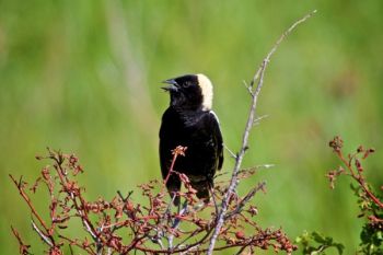 A Bobolink singing in the sun.