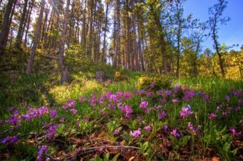 Shooting Star flowers in the dappled light of late afternoon along a trail on the Hogback.