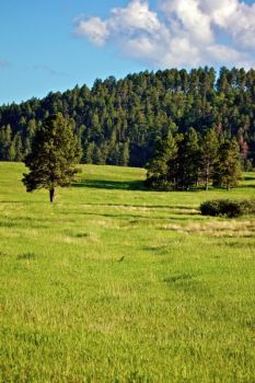 Tall grass makes the Sidney, Neb. to Deadwood stagecoach trail hard to see, but the ruts are still there — a testament to an earlier and colorful time in the area.