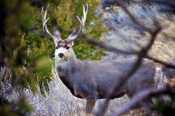 Mule deer buck found at Dillon Pass in Badlands National Park.