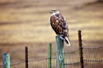 Ferruginous hawk perched above a prairie dog town along the Sage Creek Wilderness Road.