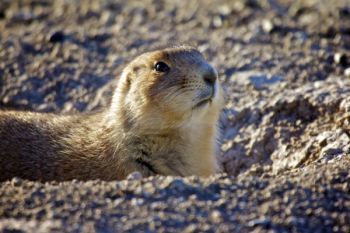 Prairie Dog portrait.