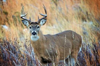 Custer State Park white-tail buck .