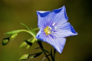A blue flax flower found along the hiking trail.
