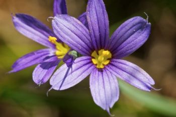 Blue-eyed grass in bloom.