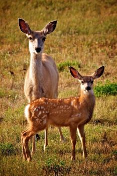 Mother and fawn south of the Slim Buttes.