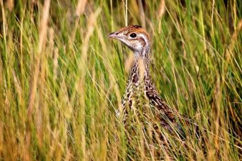 Sharp-tailed grouse in the high grass at the base of the Cave Hills.