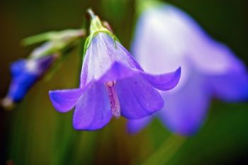 Harebell flowers.