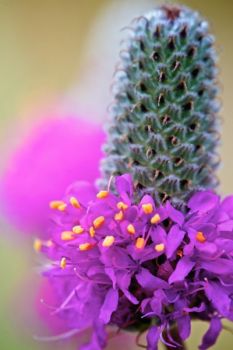 Purple Prairie Clover.