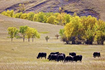 Meade County pasture