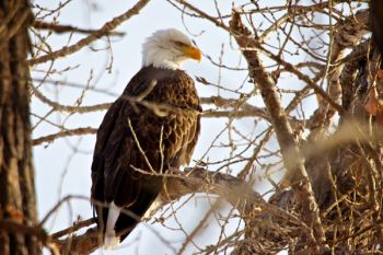 A bald eagle surveys the waters of the Oahe Downstream area near Pierre.