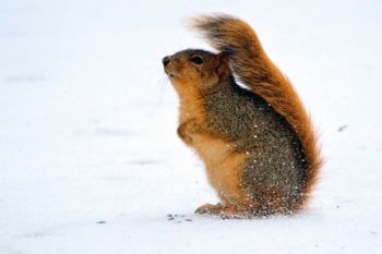 This squirrel used his bushy tail as a windbreak at Good Earth State Park.