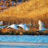 Trumpeter swans take flight at LaCreek National Wildlife Refuge near Martin.