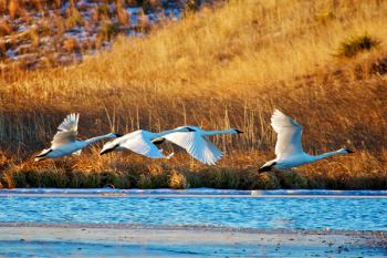 Trumpeter swans take flight at LaCreek National Wildlife Refuge near Martin.