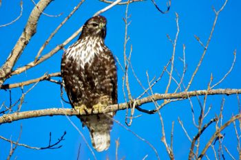 Rough-legged hawk at LaCreek.