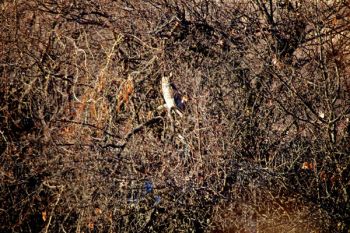 A long-eared owl suns itself in a thicket.