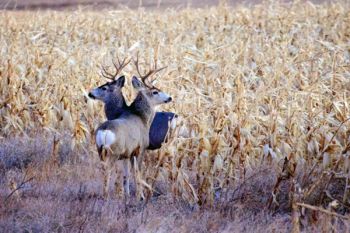 A perk of early morning birding is stumbling upon other creatures, like these two mule deer bucks near LaCreek.