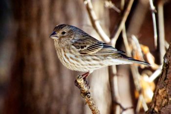 A female finch at Farm Island.