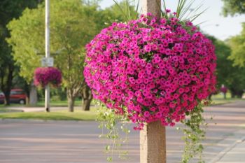 It's an impressive display of flowers for a town of less than 1,000 citizens.