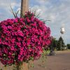 Purple petunias line Howard s main street.