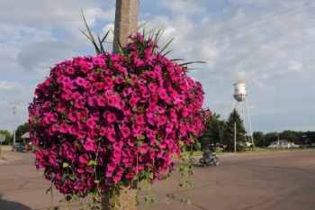 Purple petunias line Howard's main street.