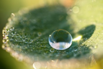 Dew drop. Photo by Christian Begeman.