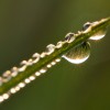 Dew on grass. Photo by Christian Begeman.