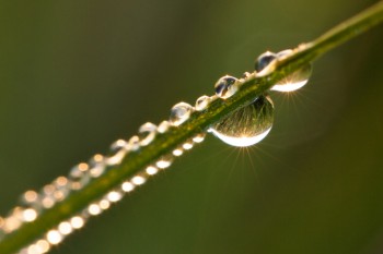 Dew on grass. Photo by Christian Begeman.