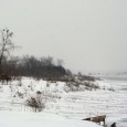 Bald eagles feed this morning at Paddlewheel Point just east of Riverside Park in Yankton. Photos by Rebecca Johnson.