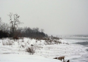 Bald eagles feed this morning at Paddlewheel Point just east of Riverside Park in Yankton. Photos by Rebecca Johnson.