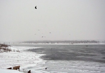 Bald eagles feed this morning at Paddlewheel Point just east of Riverside Park in Yankton. Photos by Rebecca Johnson.