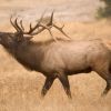 A bull elk bugles in Wind Cave National Park. Photo by South Dakota Tourism.