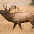 A bull elk bugles in Wind Cave National Park. Photo by South Dakota Tourism.