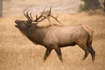 A bull elk bugles in Wind Cave National Park. Photo by South Dakota Tourism.