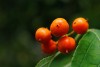 Ripened bittersweet in Thunderhead Falls Canyon.