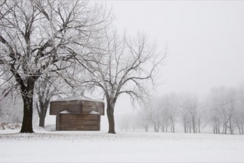 One darker focal point in an otherwise white landscape creates a simple, but pleasing image.