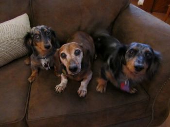 Ace happily welcomed the new girls, Tabby and Jenn, to his home.